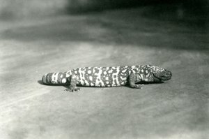 1923年9月、ロンドン動物園のギラモンスター（bw写真）
